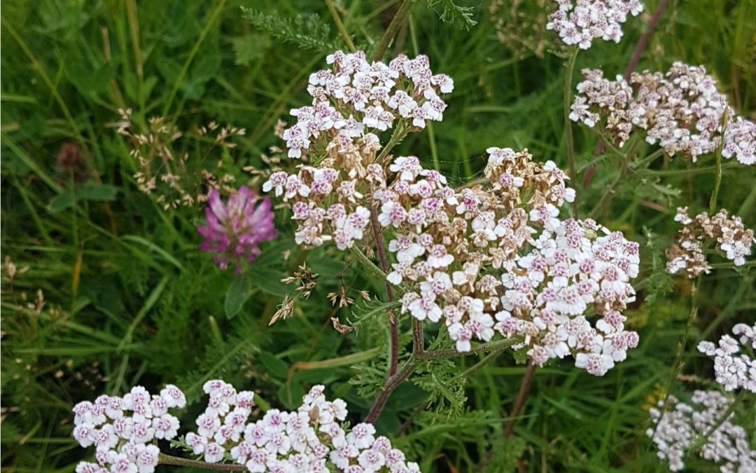 Ätbart i naturen - plocka, laga, smaka!